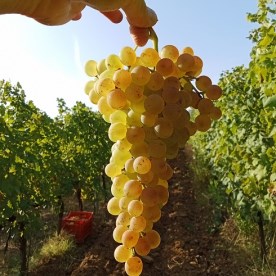 Vermentino